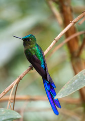 A vibrant blue and green hummingbird with a long tail, isolated in the lush jungles of Colombia, Ecuador, Brazil, Trinidad, and Guiana.
