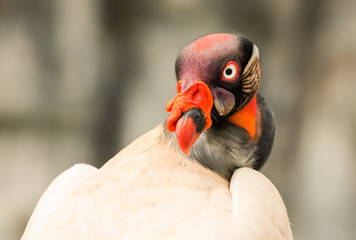 King Vulture Close Up