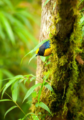 A vibrant male Chestnut-breasted Chlorophonia bird perched on a branch, watching its surroundings with bright green and yellow feathers.