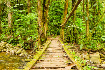 A wooden bridge stretches low over a river, revealing a breathtaking view of the lush Ecuadorian rainforest from a unique angle.