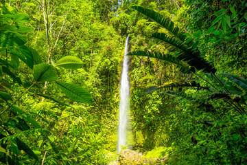 A dense, green Ecuadorian jungle with a stunning waterfall cascading down. Hola to the vibrant nature and vida of the rainforest! © Ammit