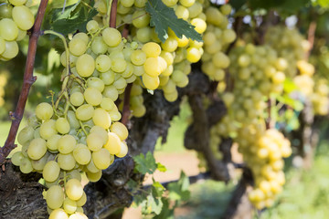 Fototapeta premium Bunches of wine grapes hanging on the wine