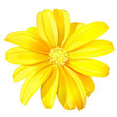 Naklejka premium Piękny żółty kwiat