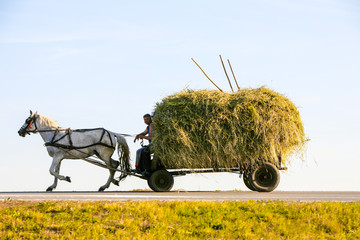 A cart overflowing with fresh hay,pulled by a majestic white horse,making its way home from the...