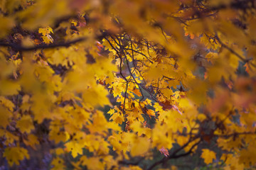 Obraz na płótnie Canvas Autumn and leaves