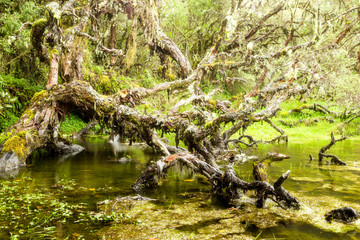 Explore the breathtaking lagoon nestled within Ecuador's ancient 3000 year old Polylepis forest for...