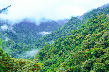 Fototapeta premium A lush rainforest with towering mountains, covered in a thick canopy, where raindrops dance on leaves, creating a symphony of nature's beauty.