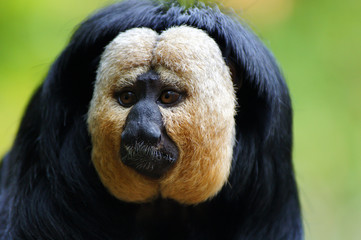 Saki à face blanche