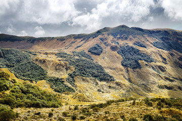 Explore the lush high altitude vegetation of the Ecuadorian Andes,boasting a diverse range of green hues and enveloped by thick clouds.