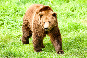 Obraz na płótnie Canvas Male Brown Bear