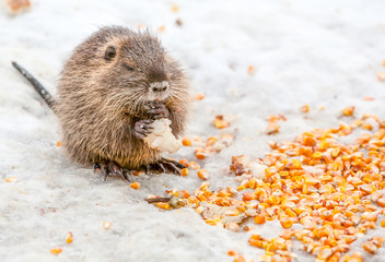 Adorable baby beaver indulging in a bountiful feast,symbolizing abundance and prosperity.