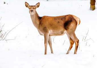 Stunning close up shot of a majestic deer intently gazing directly into the camera,capturing the essence of wildlife beauty.