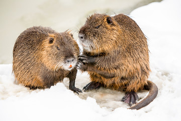 A family of two beavers and a nutria are seen in a winter scene, busily working on their dam by the...