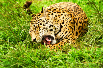 Male Wild Jaguar Cat
