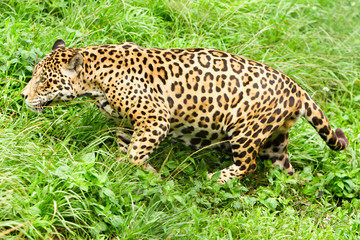 Capture stunning images of a magnificent,powerful male jaguar in its natural habitat the lush Ecuadorian tropical forest,providing an unforgettable wildlife photography experience.