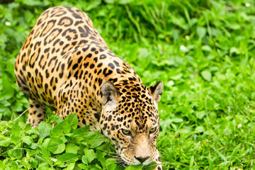 Fototapeta na wymiar Male Wild Jaguar Cat