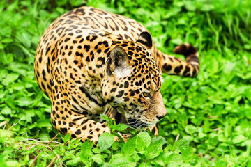 Male Wild Jaguar Cat