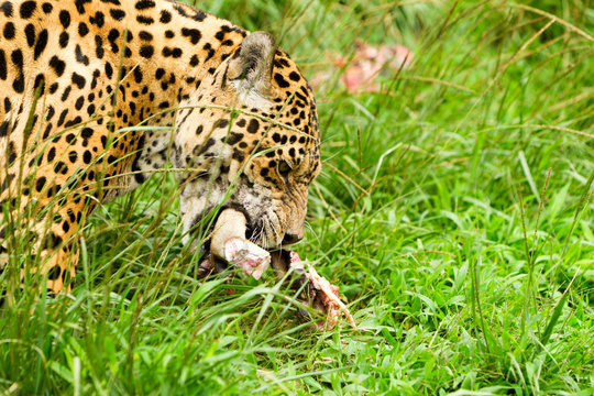 Capture stunning images of a magnificent,powerful male jaguar in its natural habitat the lush Ecuadorian tropical forest,providing an unforgettable wildlife photography experience.