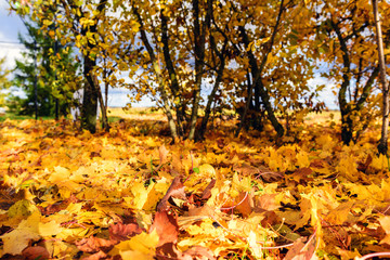 Fallen autumn leaves 