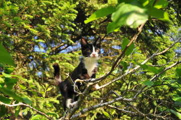 Kitten climbing in a tree