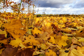 Fallen autumn leaves 