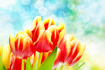 Tulip flowers close up