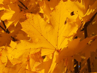 Orange leuchtende Ahornblätter im Herbst