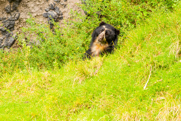 Experience the thrill of encountering a majestic male Andean bear in its natural habitat in the breathtaking Ecuadorian Andes mountains.