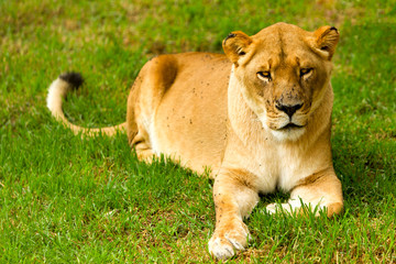 Fototapeta na wymiar large lioness in a lazy pose shoot in a zoological garden