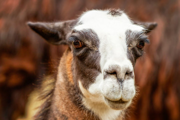 Fototapeta premium Capture the striking headshot of an adult female llama showcasing its majestic features and unique charm perfect for illustrating the beauty of this iconic Andean creature