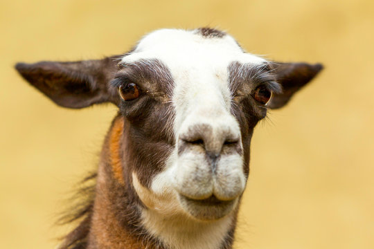 Stunning headshot of a mature female lama glama,showcasing her unique beauty and grace.