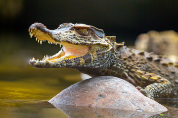 kaaiman amazone peru krokodil dier ecuador crocodilus kleine dieren in het wild alligator brazilië kleine kaaiman reptiel absorberen warmte geschoten in het wild in het Amazonebekken in ecuador