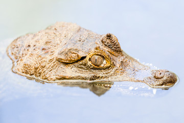 Fototapeta premium A caiman's head emerges from calm blue water with eyes and snout visible showing textured brown scales and a watchful gaze in the Amazon of Ecuador, a serene yet intense wild moment.