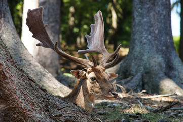 Damhirsch