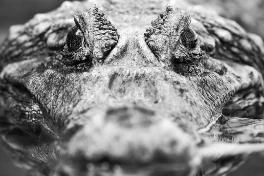A dramatic black-and-white close-up of a caiman's head with textured scales and intense eyes emerging from the water in the Amazon, conveying the raw power of a river predator.