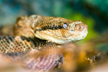 Capture stunning ground level images of the deadly Bothrops atrox,the most dangerous snake in South America,with a shallow depth of field for a dramatic effect.