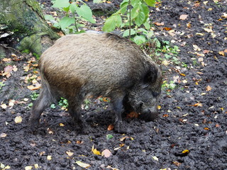Wildschwein in der Sule