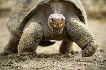 Fototapeta premium Big Galapagos Turtle