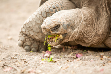 Galapagos Turtle Head Close Up