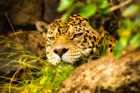 A majestic jaguar prowls through the lush forests of Ecuador, blending in with its surroundings like a wild ocelot.