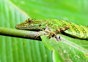 A vibrant Amazonian lizard camouflaged among lush green plants in the enchanting Amazonia rainforest.