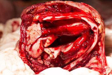 A graphic close-up of fresh bloody animal organs and raw flesh with red blood and intricate veins, an editorial view of the slaughterhouse meat industry showing visceral pink-and-red tissue. © Ammit