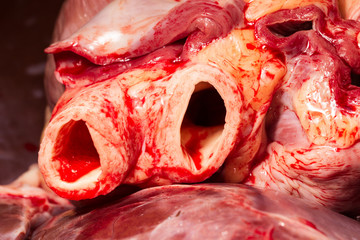 Close up view of cattle heart blood arteries captured within minutes of animal death,revealing...