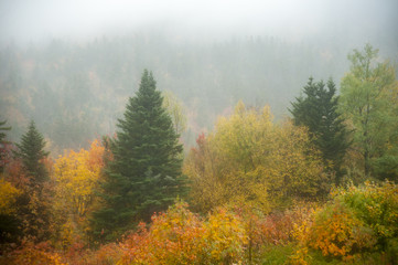Obraz na płótnie Canvas Fir tree in fog