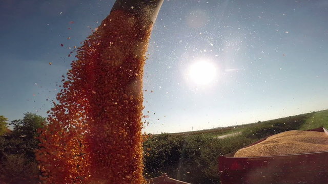 Maize Grains Dumping From Combine Harvester to Tractor Close Up/Combine unloading freshly harvested maize grains into a tractor trailer