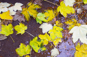 Top view of a wet autumn maple leaves closeup