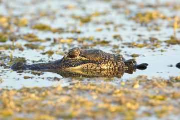 American Alligator (Alligator mississippienus), Arthur R. Marshall Loxahatchee National Wildlife Reserve, Wellington, Florida, USA.    