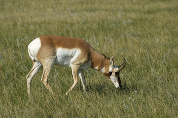Naklejka na ściany i meble Pronghorn antelope North Dakota badlands, USA