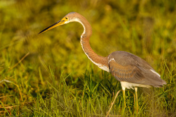 Tricolored-heron, Arthur J Marshall National Wildlife Reserve - Loxahatchee, Florida, USA.