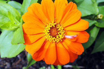 top view of a bright orange zinnia flower